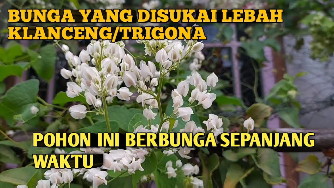 BUNGA/VEGETASI YANG DISUKAI LEBAH KLANCENG/TRIGONA