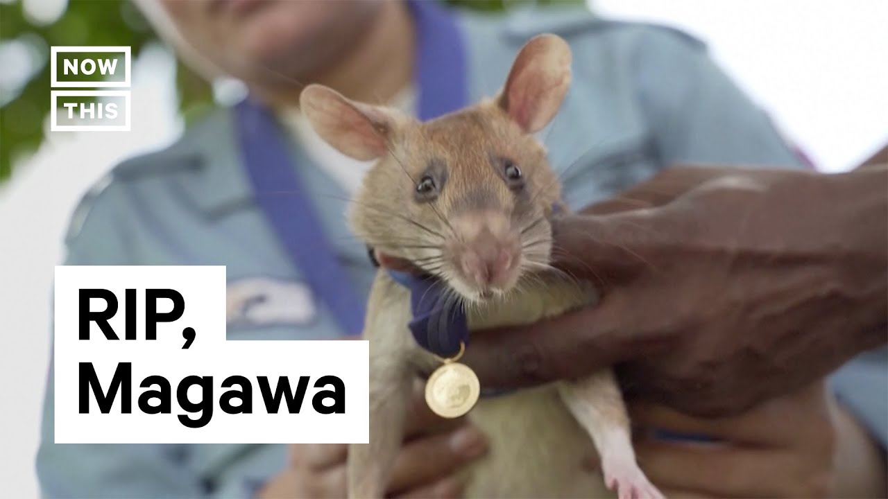 Heroic Landmine Sniffing Rat, Magawa, Has Died #Shorts