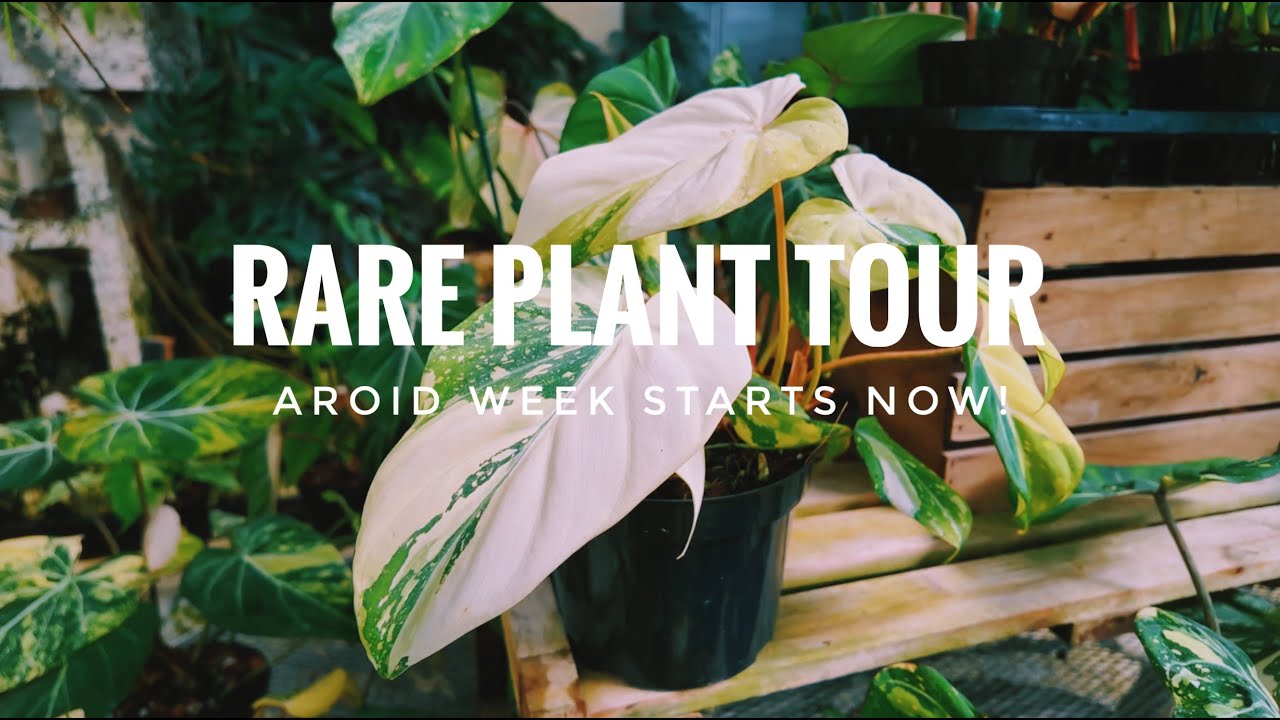 🌿 Aroid Week Kickoff! Rare Plant Greenhouse Tour + Event Sneak Peek 🌿 2025