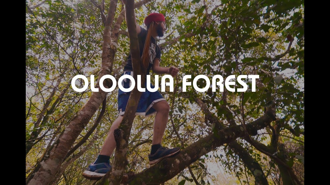 EXPLORING OLOOLUA FOREST - CLIMBING A TREE FOR THE FIRST TIME
