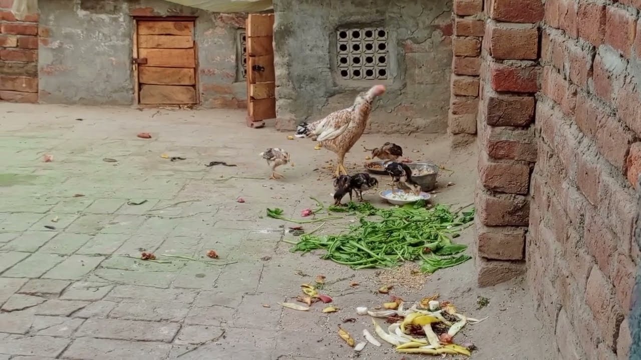 Choota Baby Chick 🐣🐤 Hoa Shrarti | Aseel Mini Zoo 