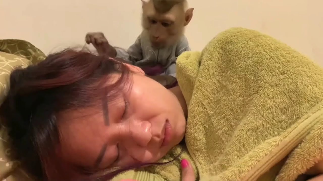 This Monkey is Grooming People #ASMR #monkeygrooming #groomingmonkey #asmrgrooming
