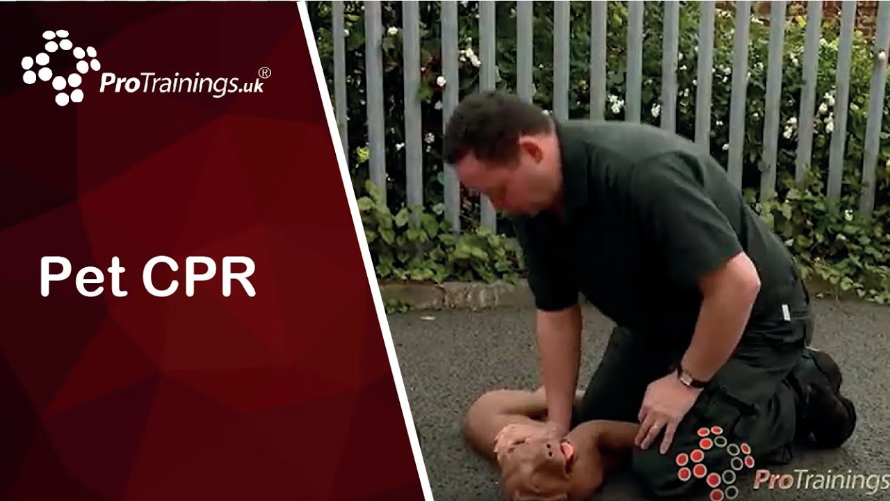 Pet CPR