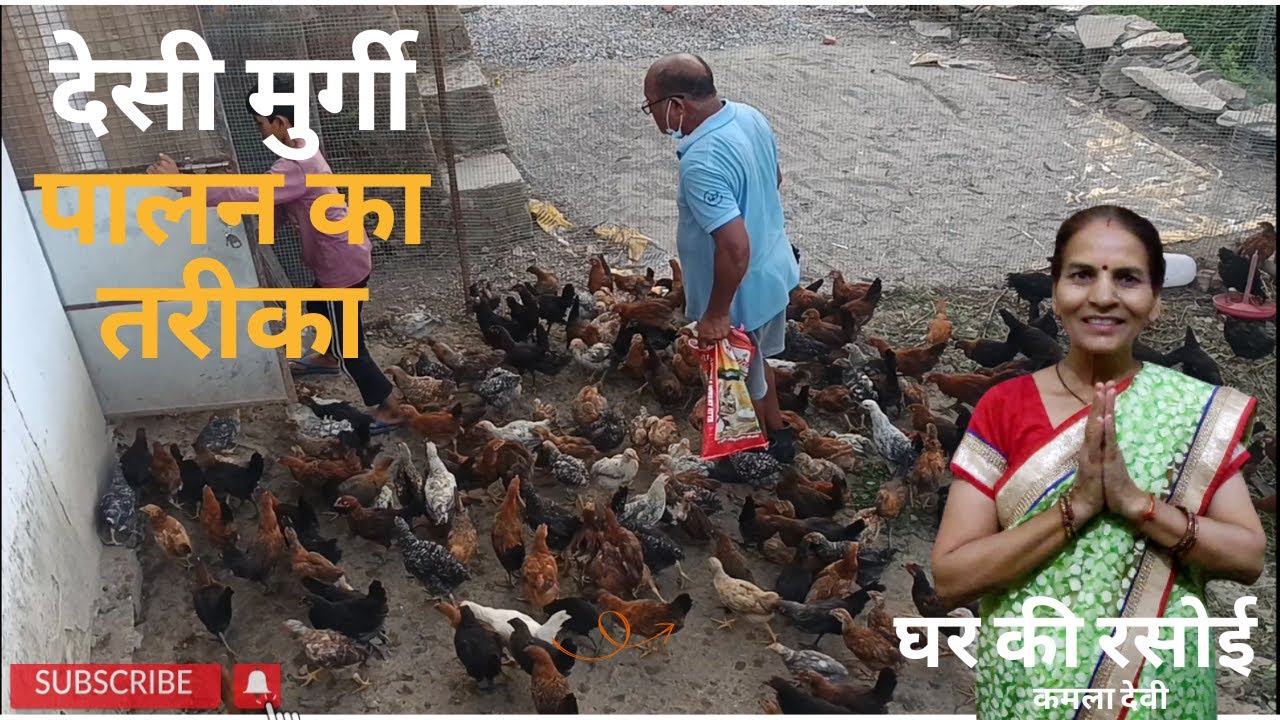 देसी मुर्गी पालन का तरीका