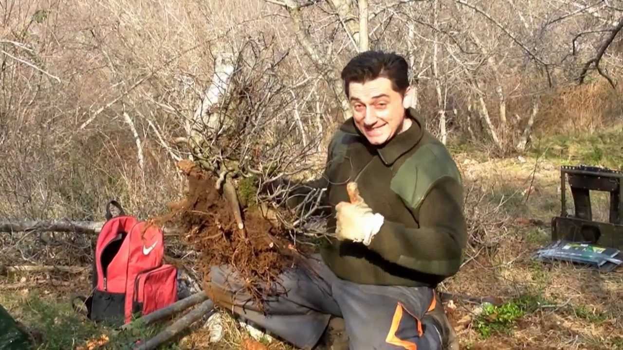 SandevBonsai - Collecting 2013/I