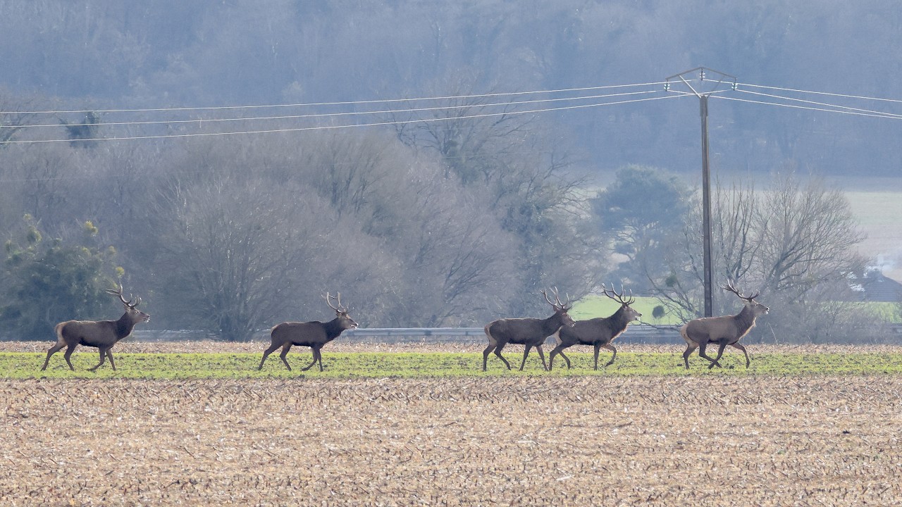 Les rois de la forêt étaient de sortie février 2026