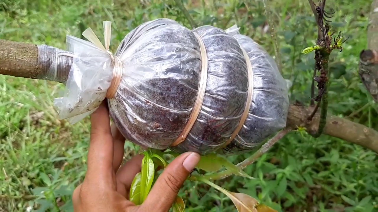 Cara cangkok susu pohon mangga, agar hasilnya lebih cepat berbuah