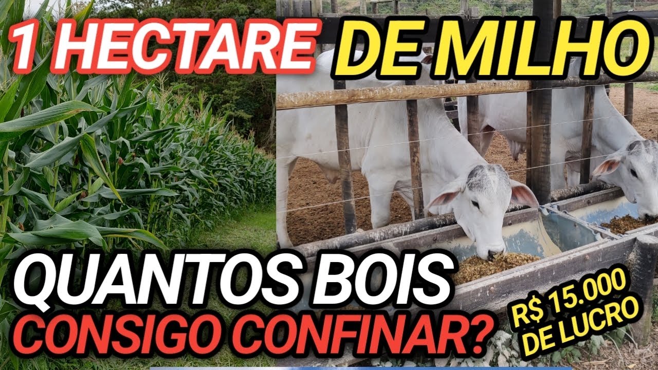 Quantos bois consigo confinar com 1 hectare de milho? vale a pena? R$ 15.000 de lucro