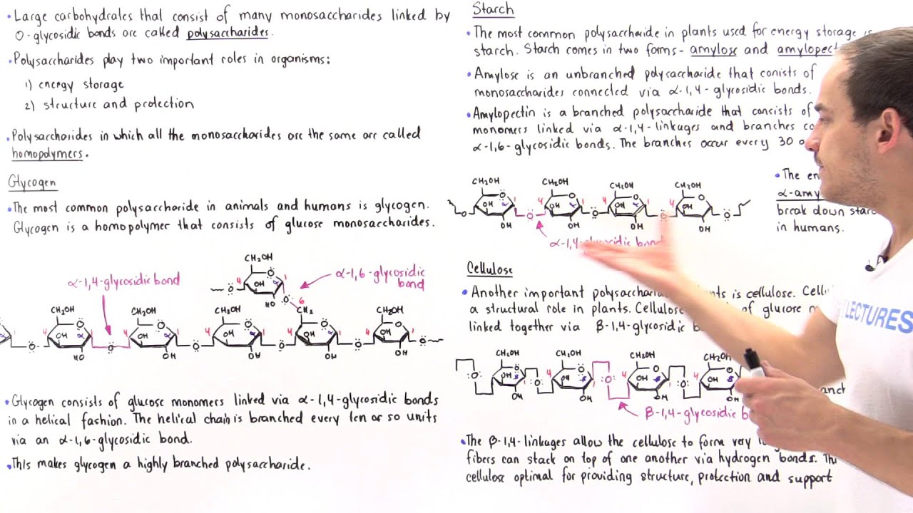 Polysaccharides (Glycogen, Starch and Cellulose)