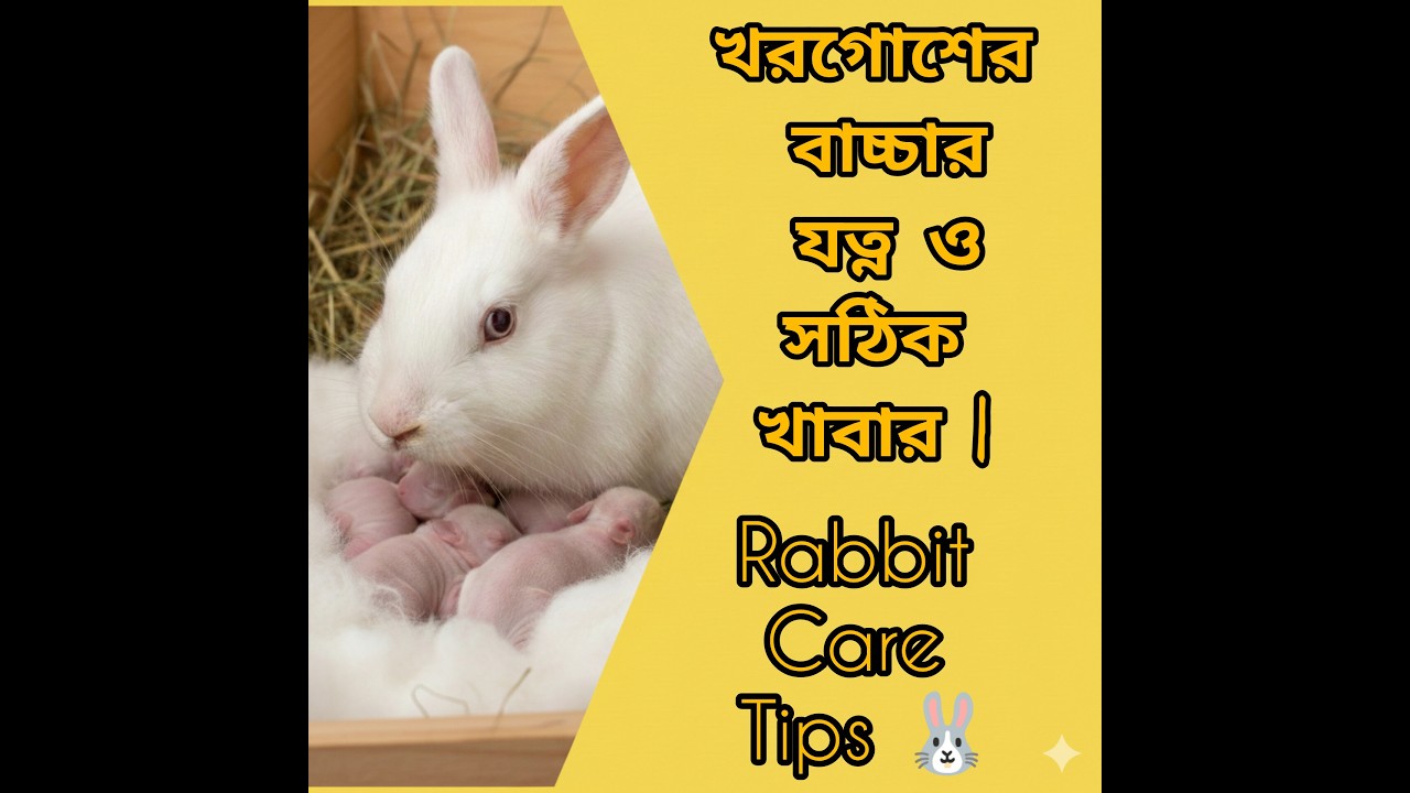 খরগোশের বাচ্চার যত্ন ও সঠিক খাবার | Rabbit Care Tips 🐰