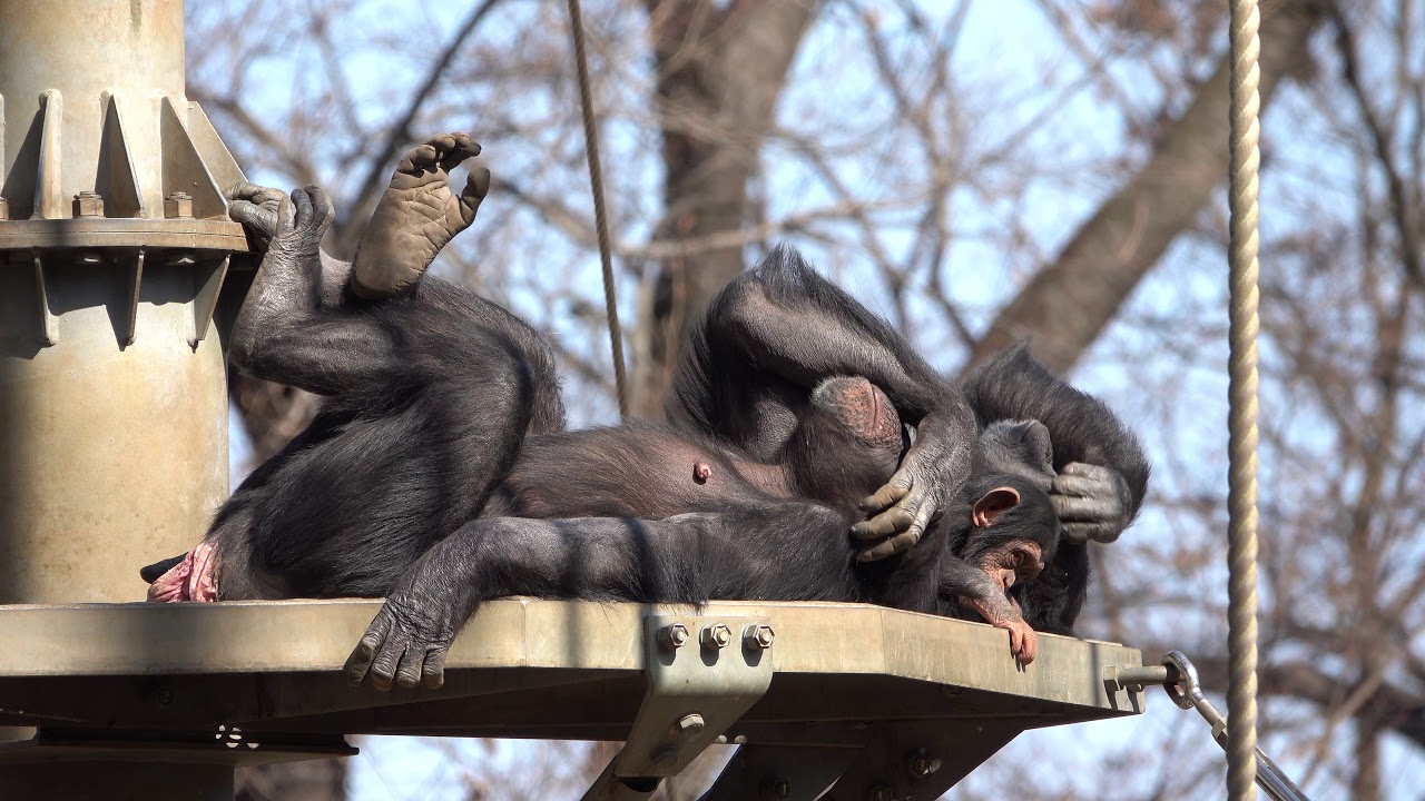 Feb 2020 Tama zoo chimps # 8.1 Miru was refused by Baby Ibuki