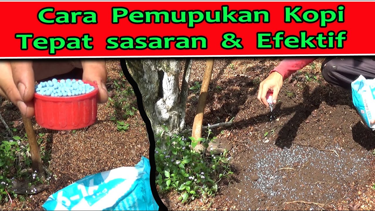 Pupuk kopi agar berbuah lebat - Pemupukan kopi yang benar - Cara pemupukan kopi yang baik  dan benar