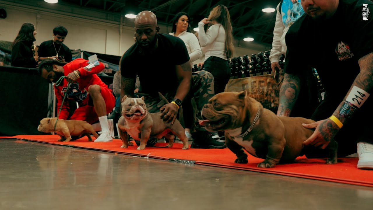 The Main Event Bully Expo ( Dog Show Recap) - World Bully Registry