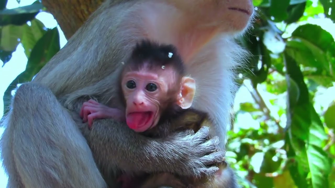 From Tears to Mercy: A Mother Monkey Saves Her Crying Baby