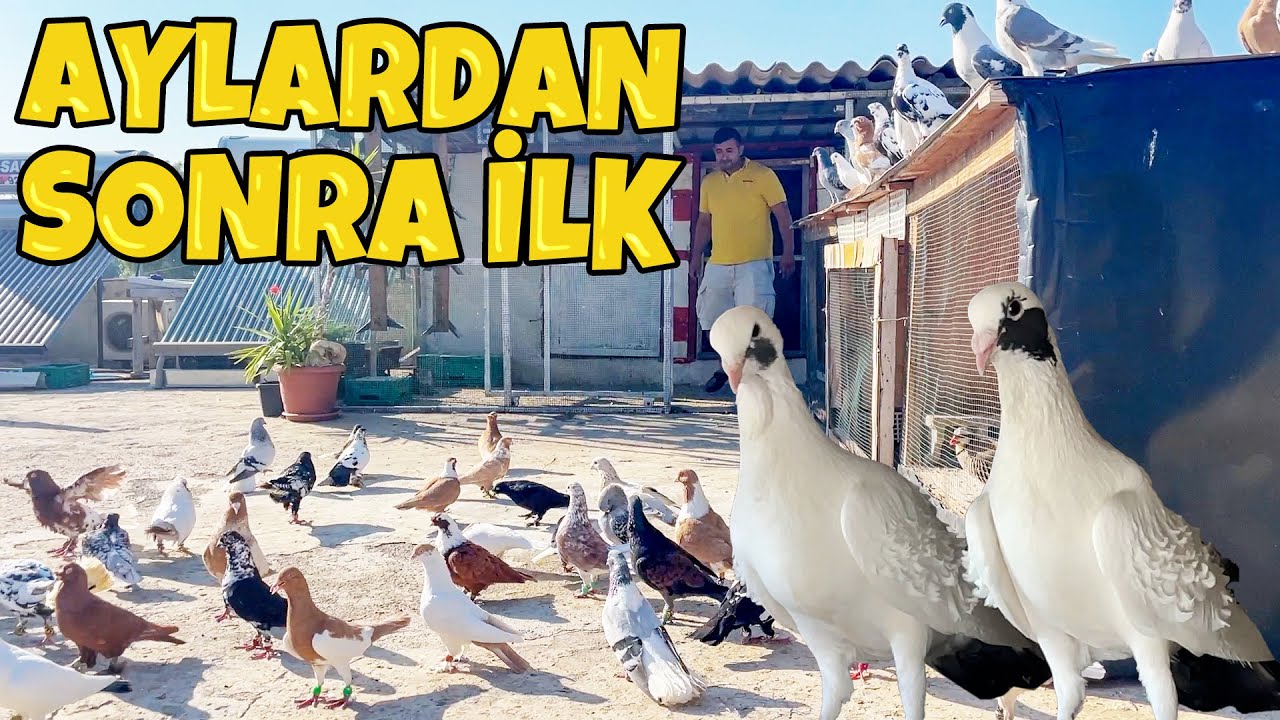 ADANA DAN KASAP GÖKHANIN DAMINDA FİLO KARIŞMA KUŞLARI  / ÇİFTLİ KUŞLARI HARİKA !!!