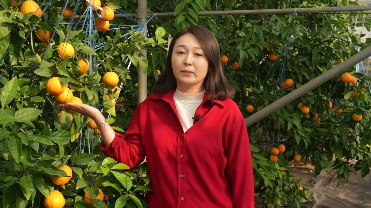 농업기술원 감귤 육종 현황과 만감류 신품종 가을향, 달코미