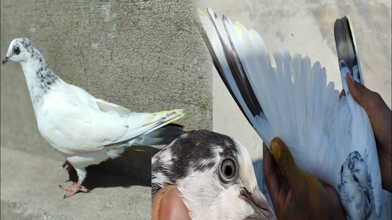 Sialkoti 35 Wali Pathi Pakri 👌🔥🕊️ [ Animals and Birds Mania] #kabutarpakda #cherimari