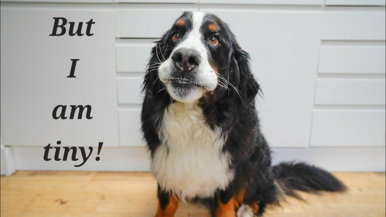 110lbs Bernese Mountain Dog is convinced he is a lap dog