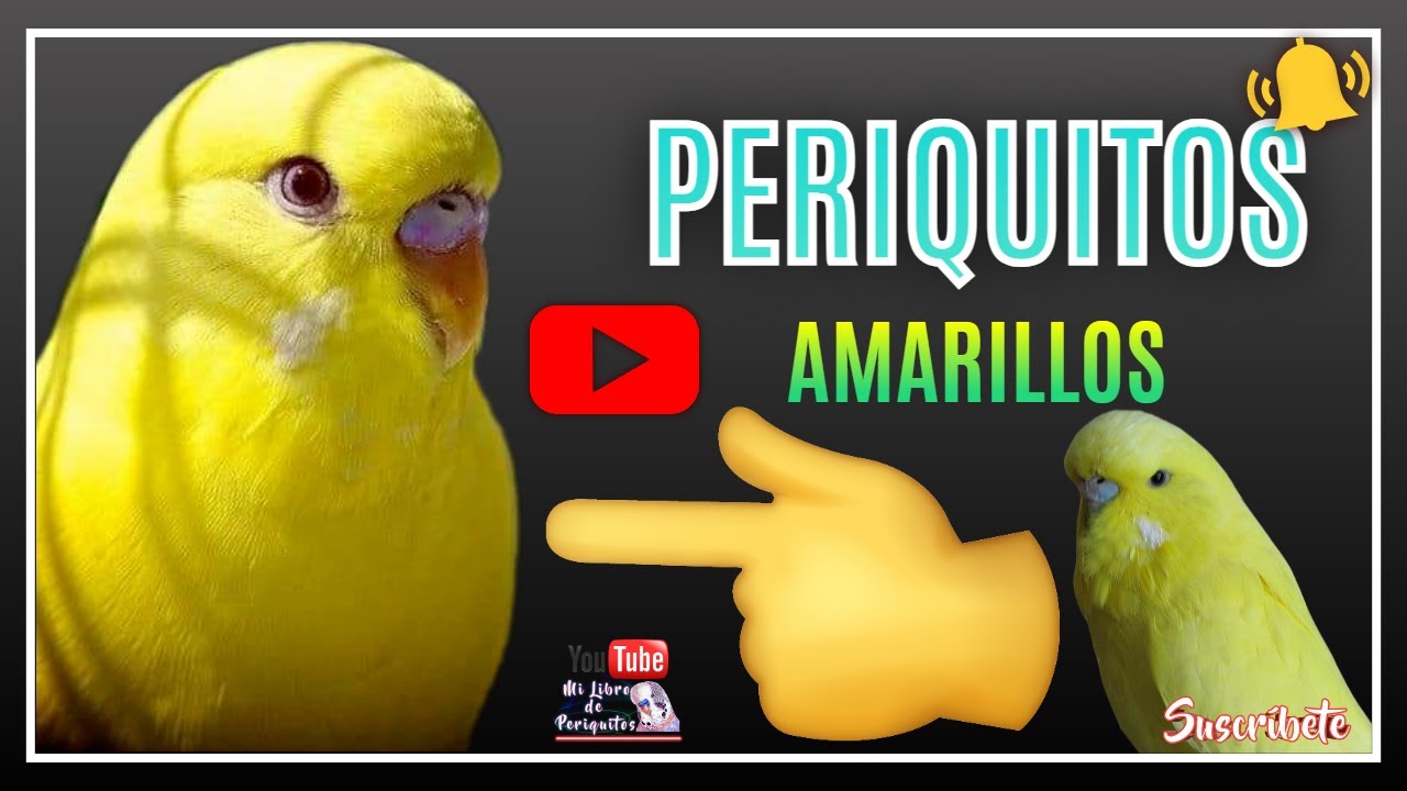 Como Obtener Periquitos Amarillos 🐣