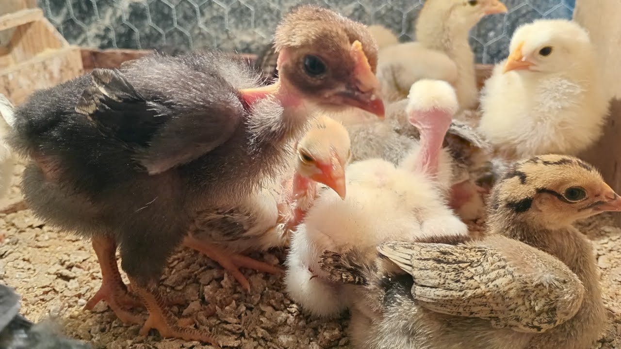 Como Escolher os pintinhos certos para iniciar a sua criação 🐥