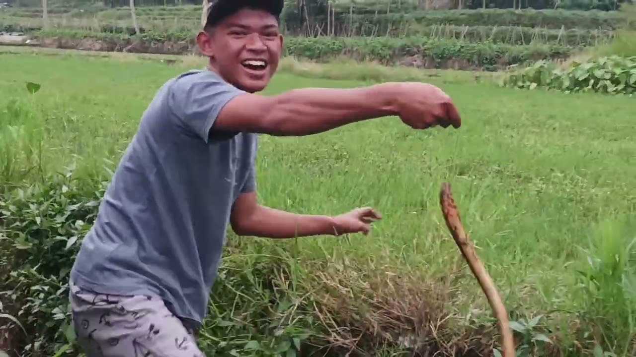 Tarikan belut yng sangat kuat Terselamatkan juga