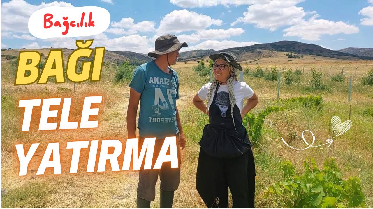 NİHAYET BAĞIMIZI TELE YATIRMAYA BAŞLADIK 🥳🍇 BAĞCILIKTA TELLİ TERBİYE SİSTEMİ