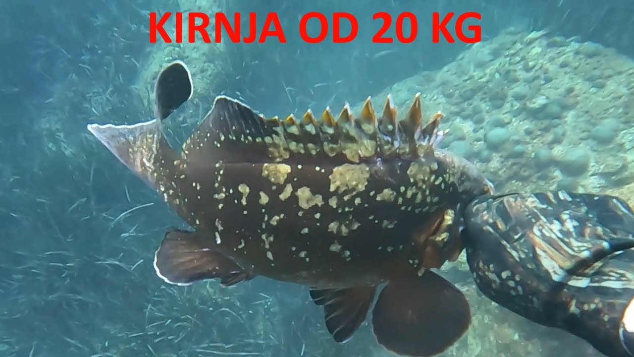 Povratak u formu