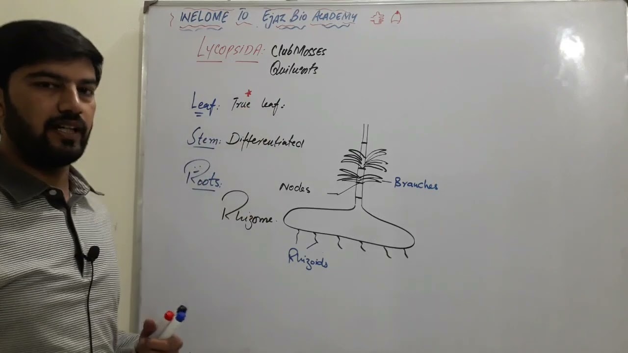 Lycopsida | General Characteristics & Evolutionary Adaptations | Pteridophytes Explained