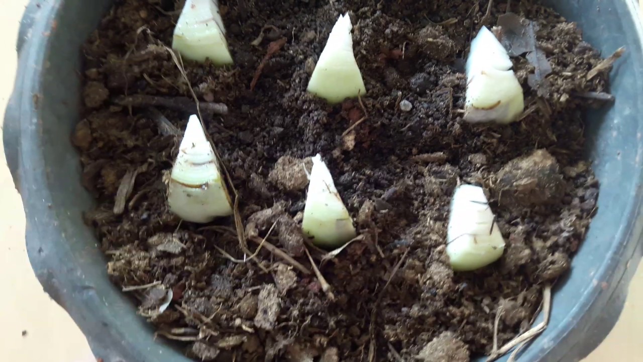 จาก 1 เป็น 10 จาก 10 เป็น100 ผ่าขยายพันธุ์หัว ว่าน 4 ทิศ  How to Propagate Amaryllis Bulbs