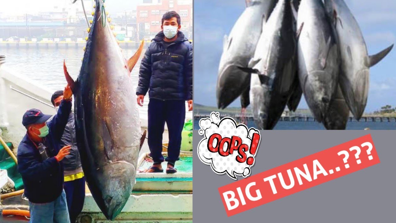 CARA KERJA KAPAL LONGLINE LENGKAP || HOW TO WORK AT LONGLINE FISHING VESSEL...!!!