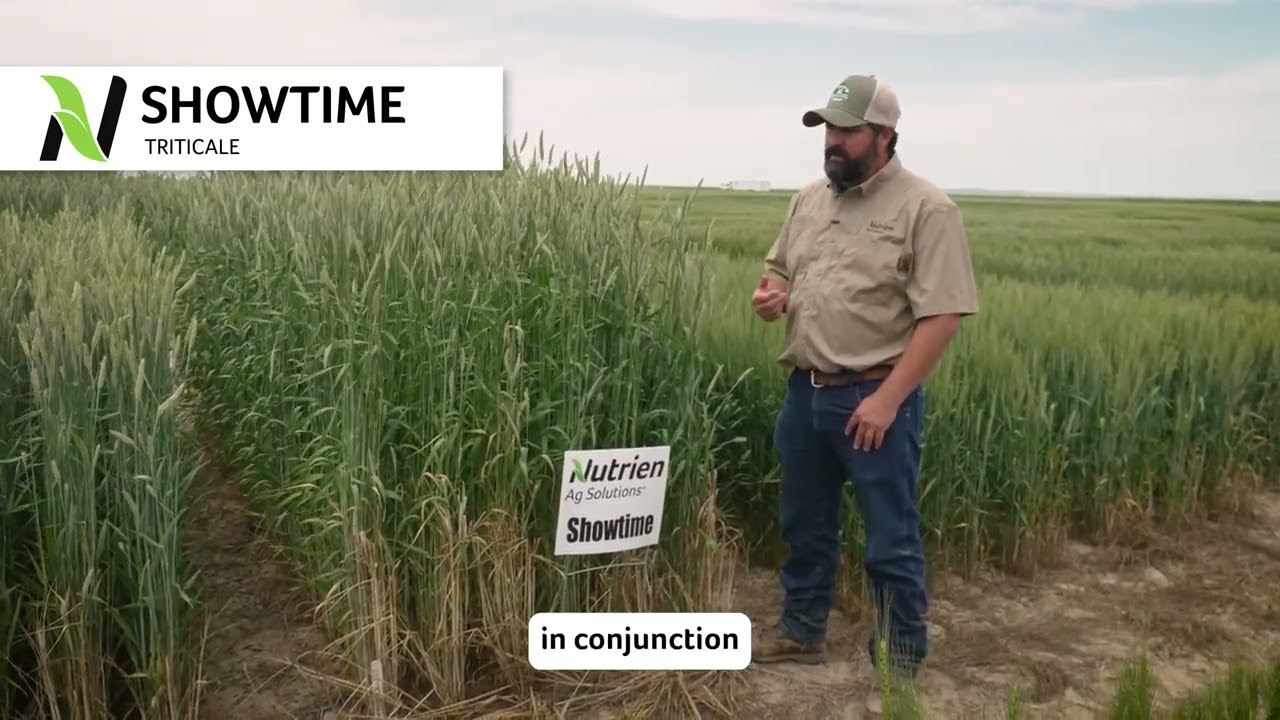 TriCal Showtime™ Triticale
