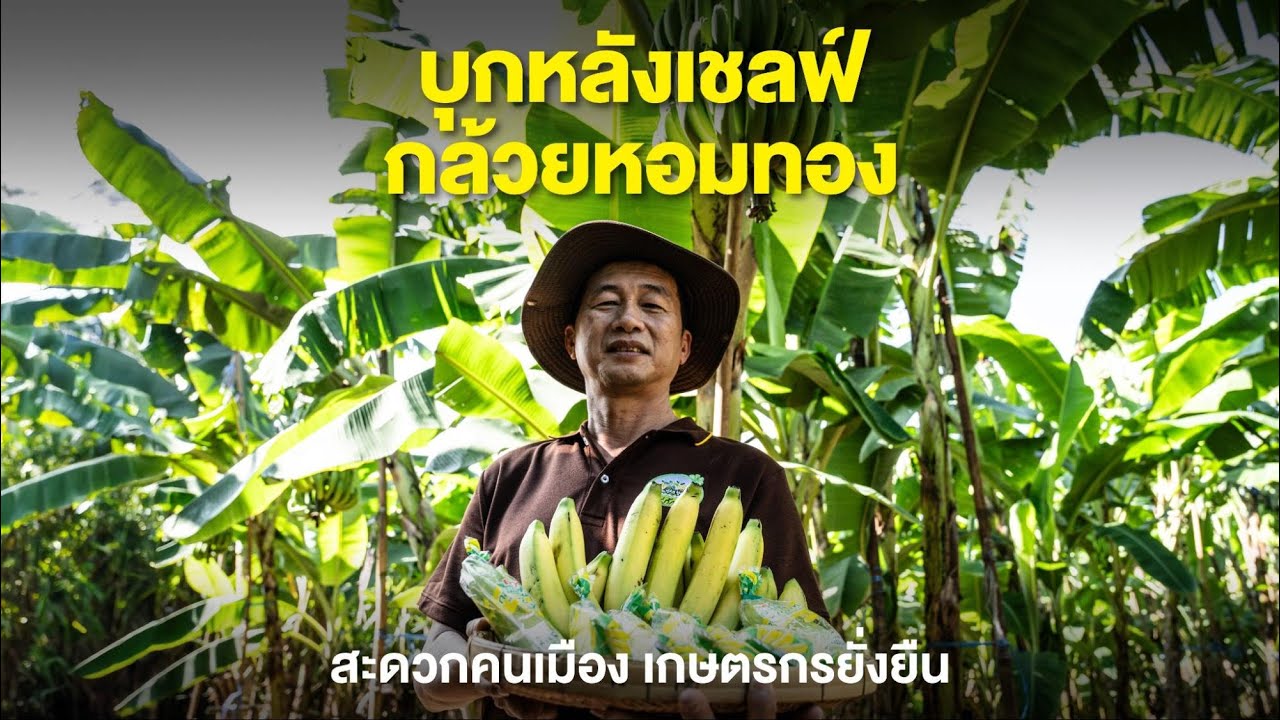 7-Eleven จุดเริ่มต้นของความฝัน : กล้วยหอมทอง ไร่ภักดี