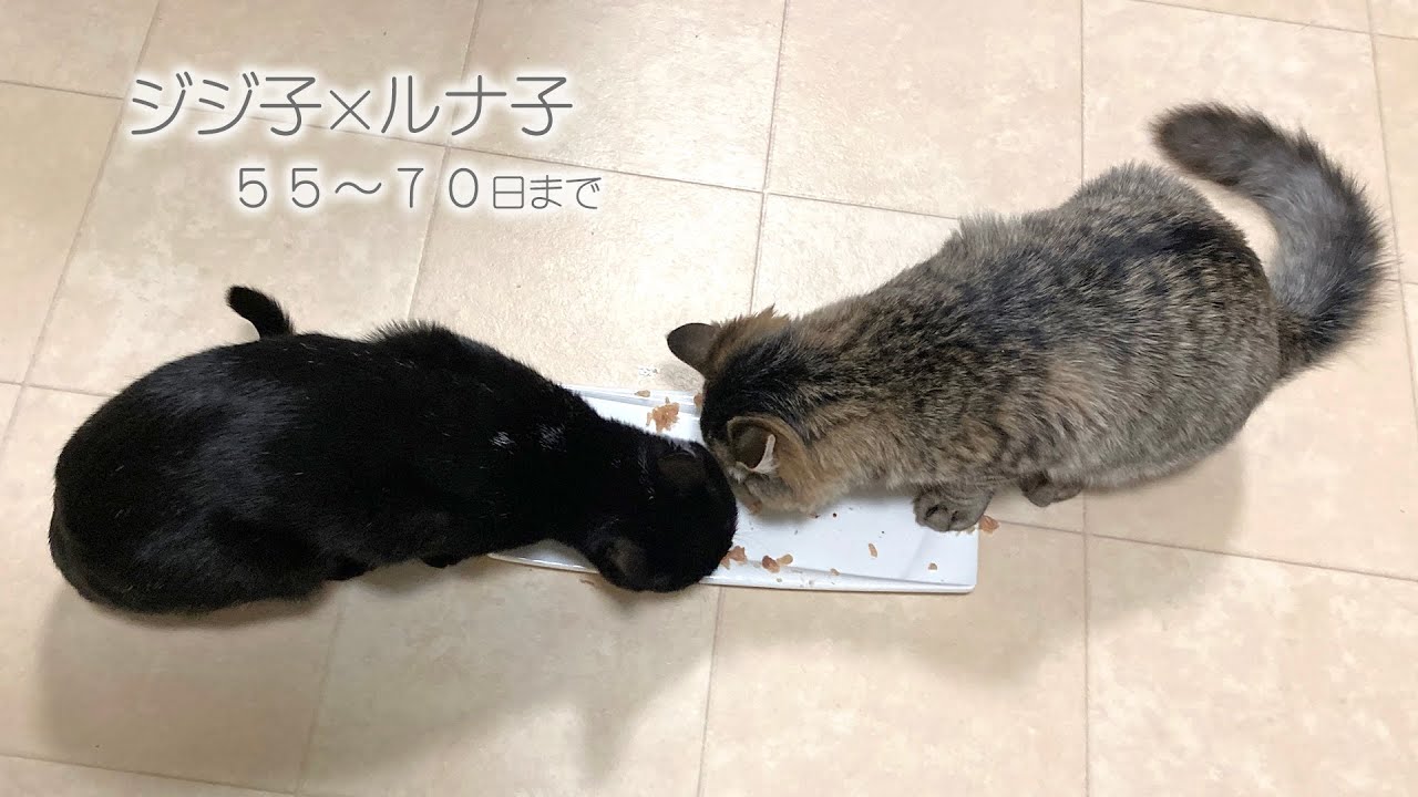 【猫】山で拾った猫 るなこ成長記録 先住猫ジジ子と会って55~70日まで