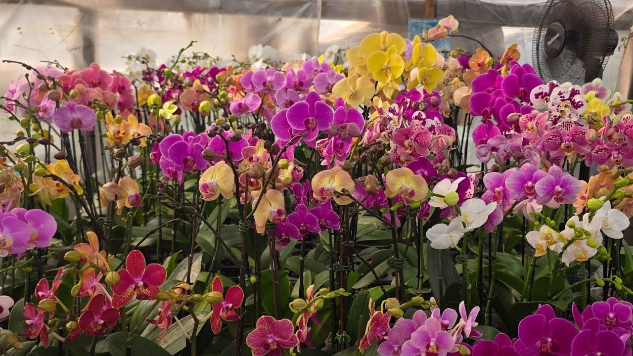 veámonos al vivero a festejar