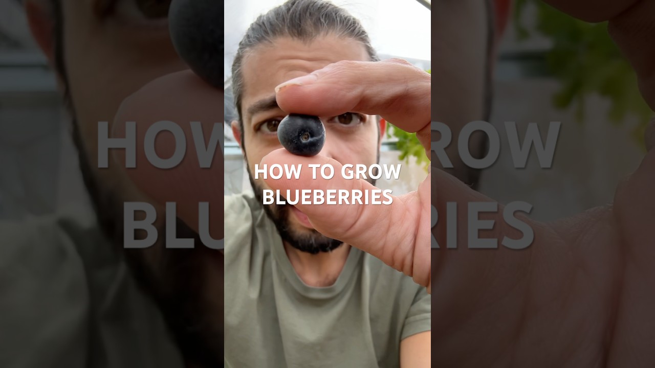 How to grow blueberries with a blueberry from the market! creative explained