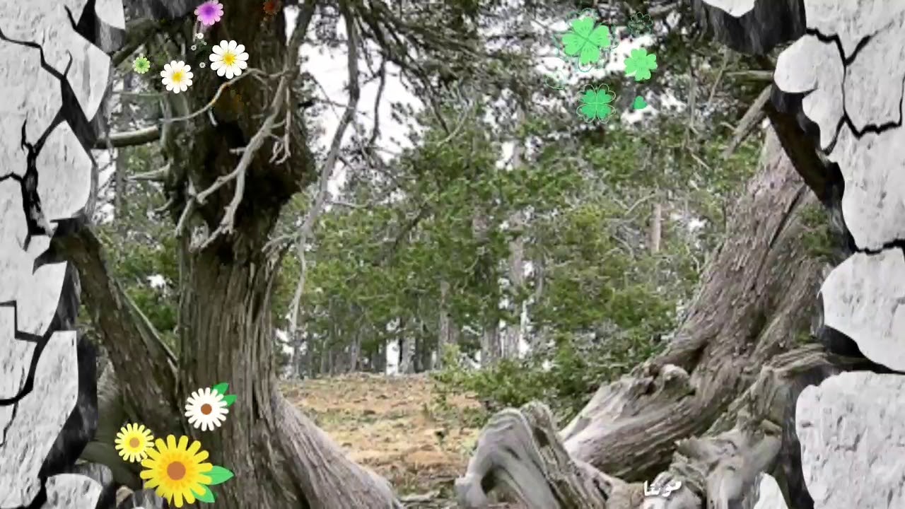مالد