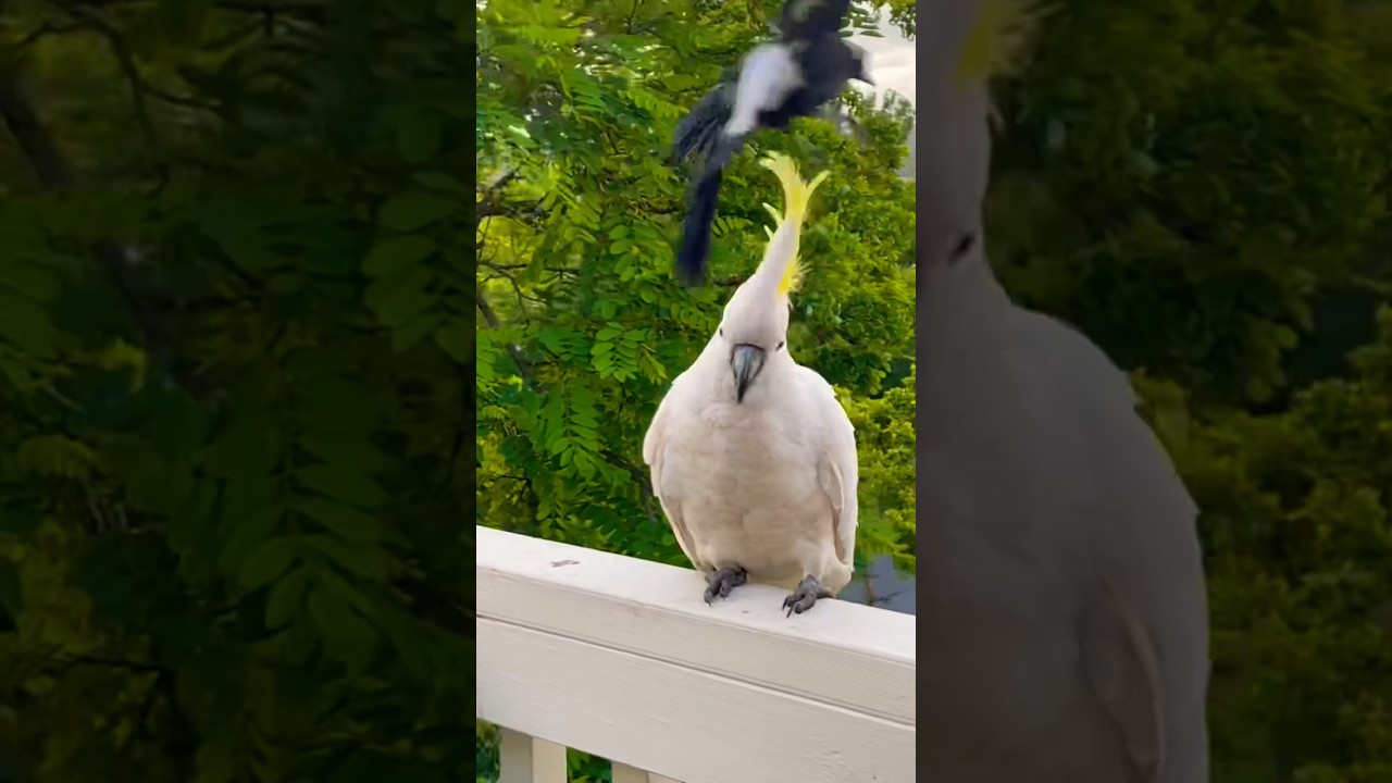 Magpie Swooping Season! ATTACK! #shorts #new #subscribe