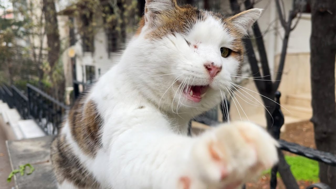 The One Eyed Street Cat Who Only Wanted to Be Touched 😭