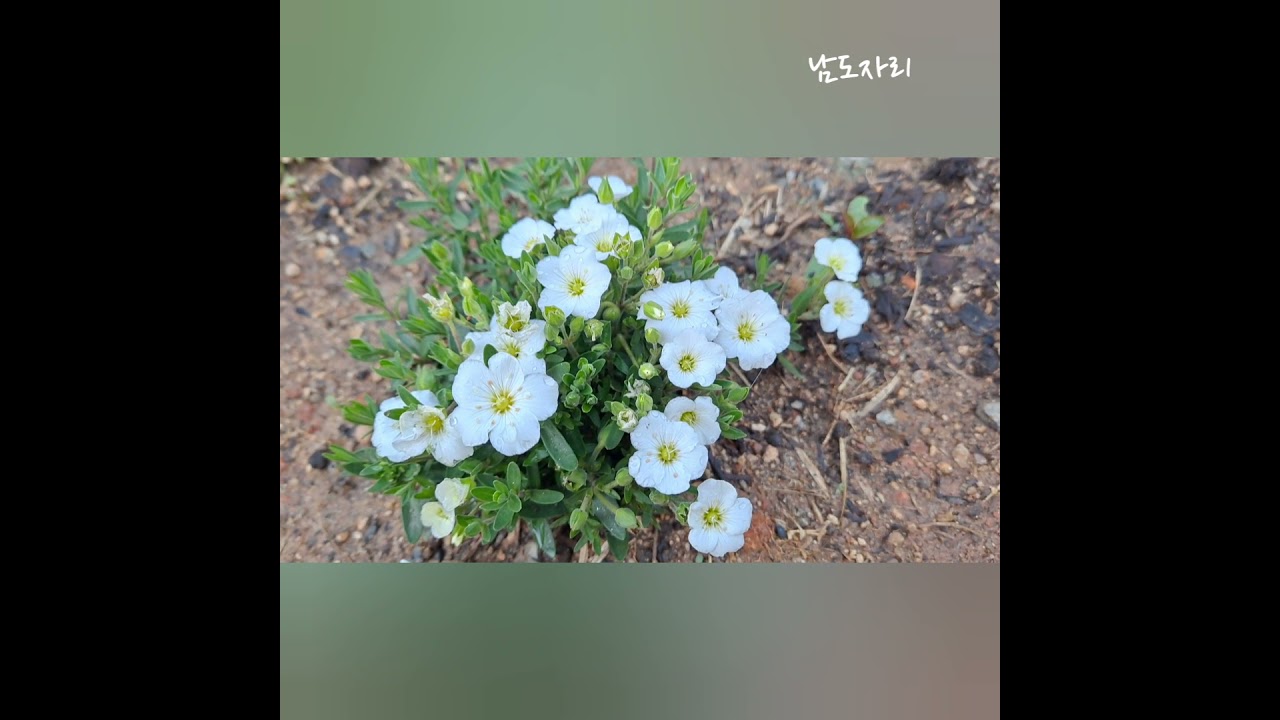 보는것만으로 행복해지는 꽃들(세이지, 로벨리아, 이소토마, 남도자리, 사계국화, 금낭화)