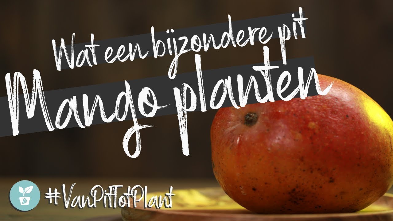 #VanPitTotPlant - Mango plant uit een Mango pit