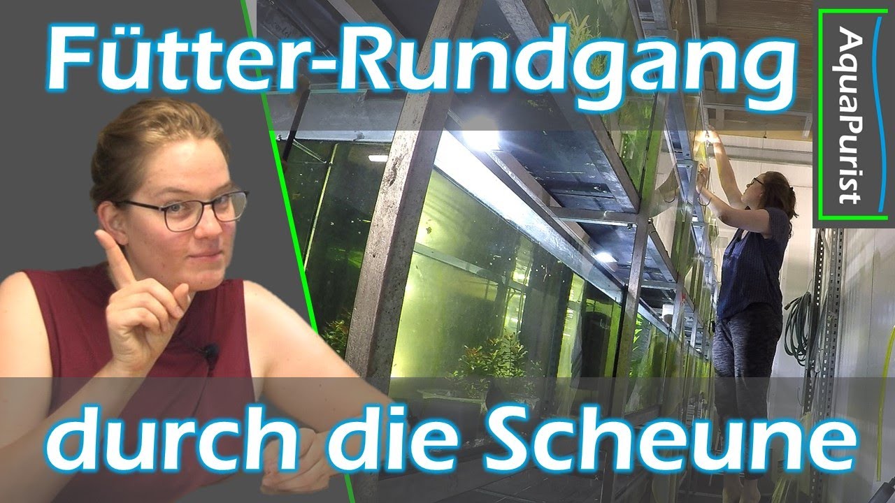 🤫 Sturmfrei! 🤸 Ich zeige euch die schönsten & schlimmsten Ecken im Laden / der Scheune! #Aquaristik
