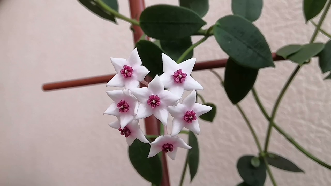 Цветут хойи/Лакуноза,Литофитика, Миндоренсис/hoya Lacunosa laos, Mindorensis Red, Lithophytica💚