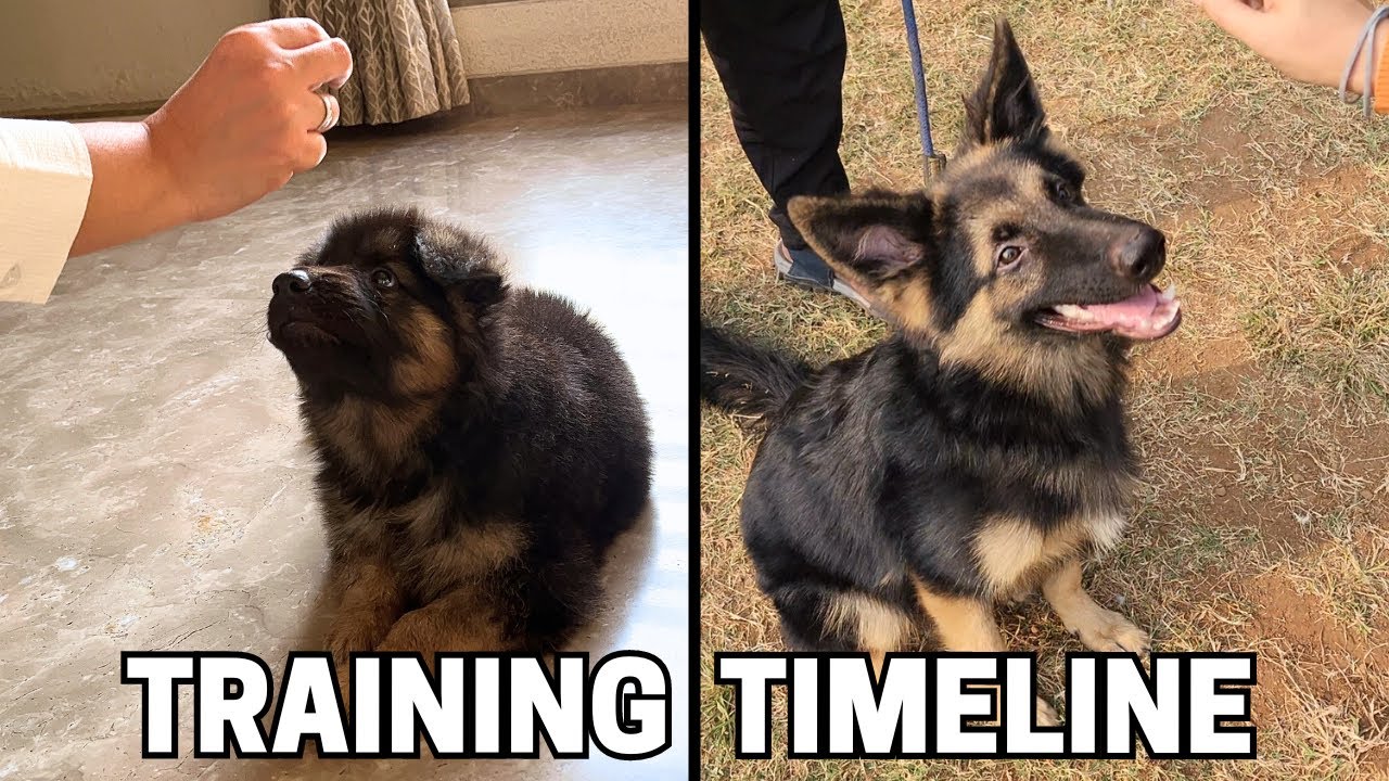 Puppy Training Timeline for German Shepherds