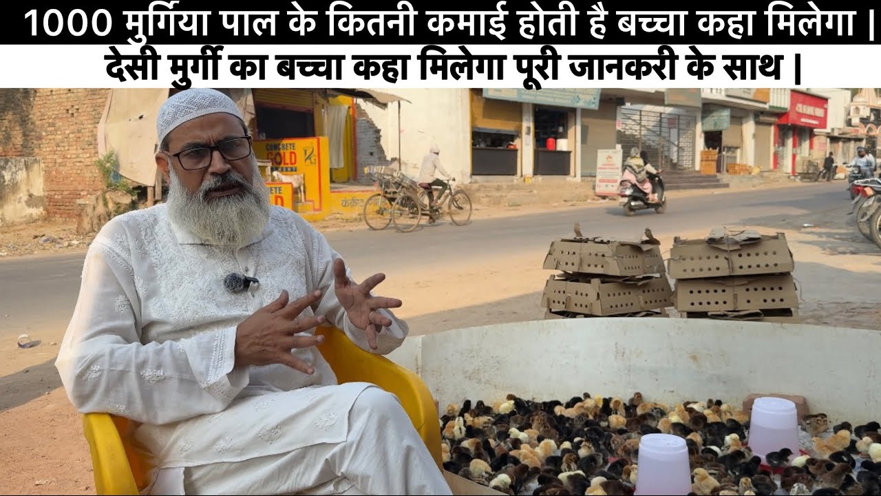 देसी मुर्गी का बच्चा कहां मिलेगा || मुर्गी पालन की पूरी जानकारी एक वीडियो में || #Farming #business 