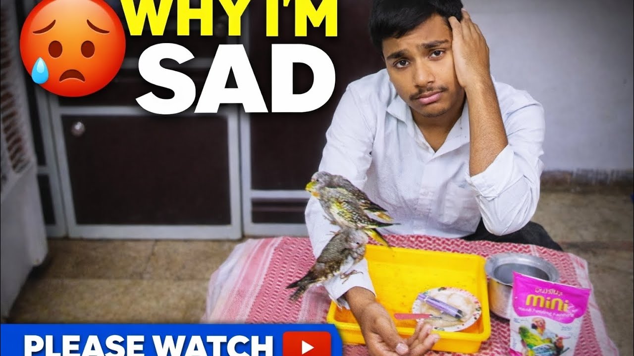 Cocktails ke babies ko Hand feeding Kaise Karaye🦜🦜🦜