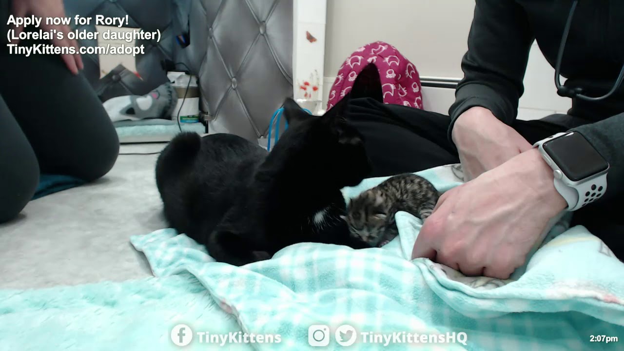 Newborn kitten exams with Dr. F!  TinyKittens.com