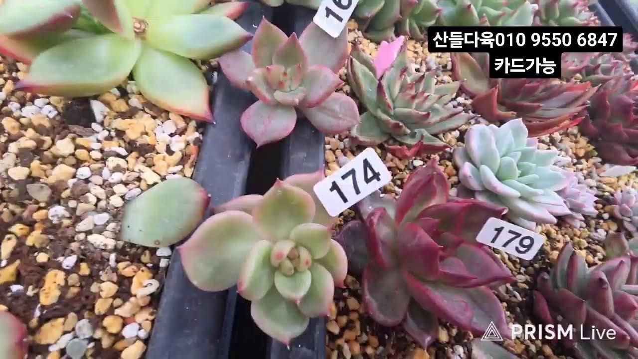 산들다육#화양연화#프리모리#죠세핀#피델리오#창금##청개구리#킹스톤#색금#녹금#힐링타임 함께해요 ♡