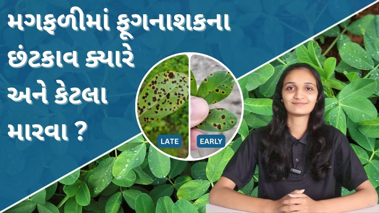 મગફળીમાં ગેરુ-ટીક્કા આવતા પેલા જ કરી નાખો આ તૈયારી....