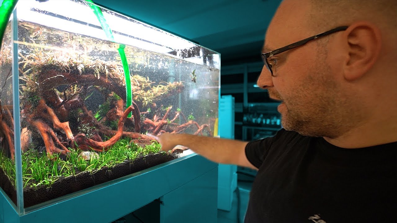 Bakterienexplosion im 90P UrScape Aquarium