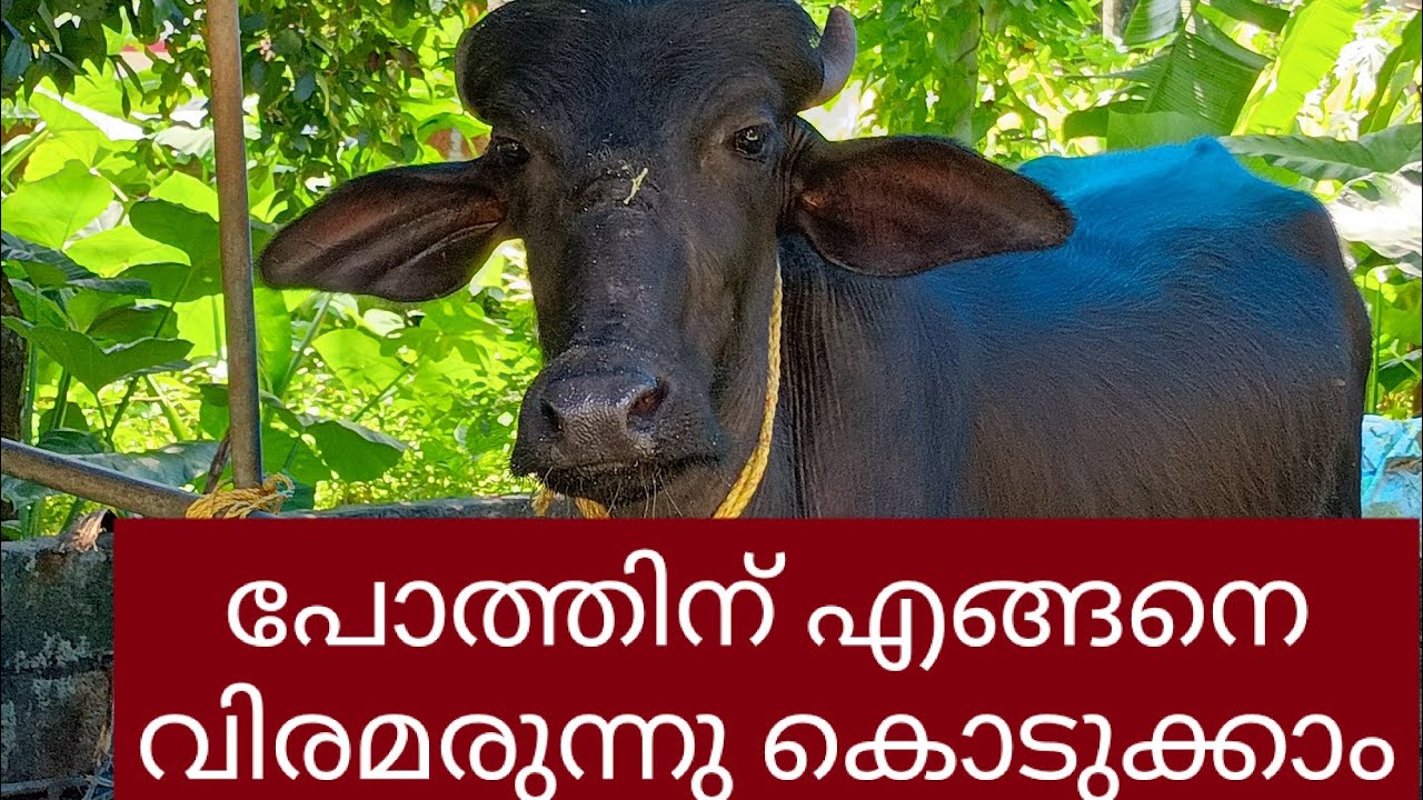 പോത്തിന് എങ്ങനെ വിരമരുന്നു കൊടുക്കാം